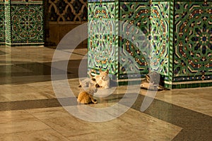 Cats at the Hassan II Mosque, Casablanca, Morocco.