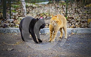 Cats having a standoff