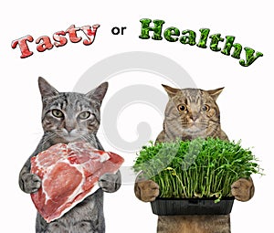 Cats hold microgreens and meat