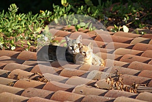 Cats on a hot roof