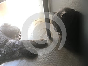 Cats in house in different lights.