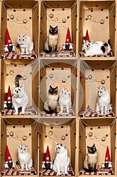 Cats inside a cardboard box.Creative Collage Concept. new Year and Christmas