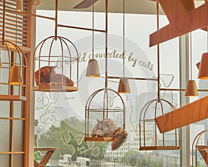 Cats inside cat cage