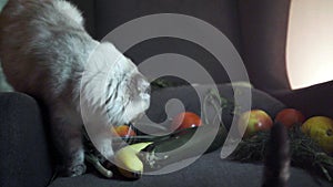 Cats are interested in vegetables. Stock footage. Two cats became interested in folded vegetables and sniffed at them
