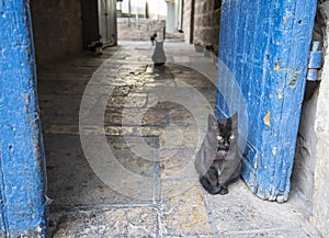 Cats in Jerusalem