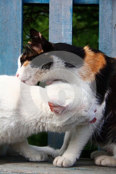 Cats kissing