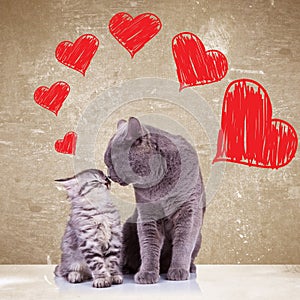 Cats kissing on valentines day