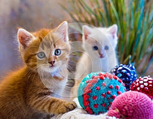 cats, kittens, close up, toy, cat, kitten