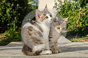 Cats kittens playing wild strays