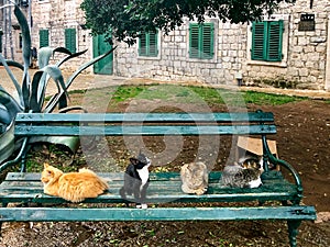 Cats of Kotor. Cute cats on the street of Kotor old town, Montenegro