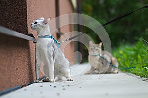 Cats on a leash outdoors