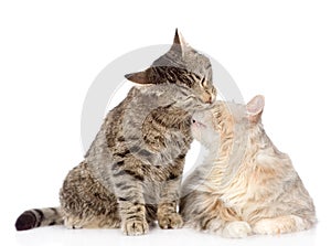 Cats lick each other. isolated on white background