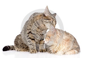 Cats lick each other. on white background