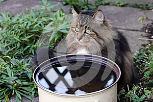Cats like to drink rainwater