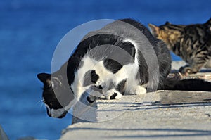 Cats at Limassol molo