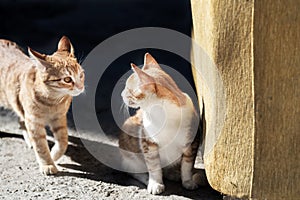 Cats are looking each other in a garden, close up