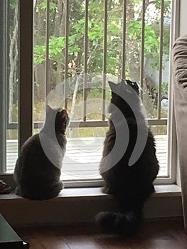 Cats looking out the window