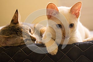 Cats looks over a bed. Cute cats looking down. Cute domestic cats resting on a bed.