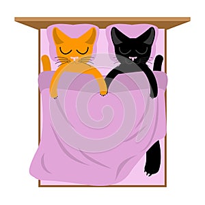 Cats Lovers in bed. Pets sleep. Romantic animal