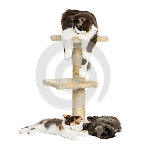 Cats lying around and on a cat tree, isolated