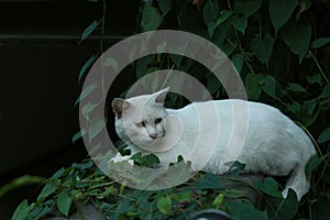 Cats Lying on Polygonum multiflorum