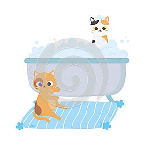 Cats make me happy, cat in carpet and kitten in bathtub washing
