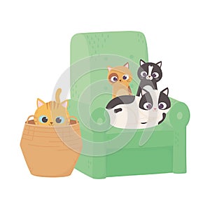 Cats make me happy, kittens in sofa and cat in wicker basket