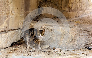 Cats of Malta - stray tabby cat with bright green eyes