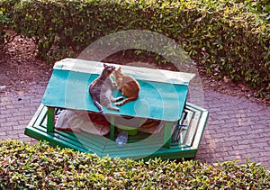 Cats of Malta - two stray cats lying on the roof of their house in Sliema Independence Garden