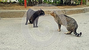Cats with a meow and a roar fight each other
