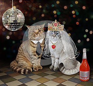 Cats newlywed sitting in nightclub