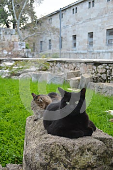 Cats next to ancient ruins .