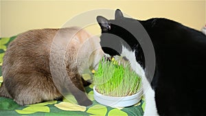 Cats nibbling grass