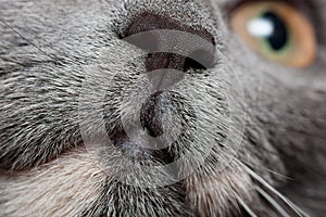 Cats nose