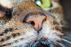 Cats nose