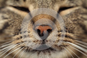 Cats nose
