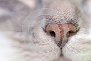 The cats nose