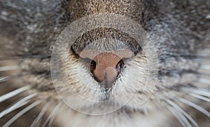 Cats nose
