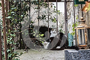 Cats on the old balcony among the leaves and old iron objects