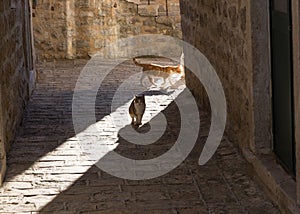 Cats in the Old Town in Budva