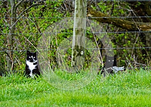 Cats out on a farm roaming the field, photo