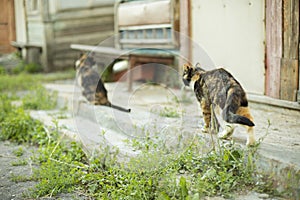 Cats outside in summer. Cats in village. Yard pets