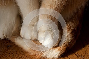 Cats paws