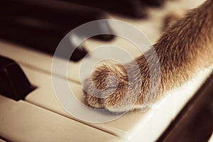 Cats paws lying on the piano keys close up cat playing