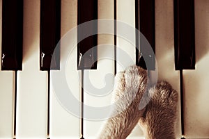 Cats paws lying on the piano keys close up cat playing