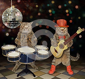 Cats perform in a nightclub 2