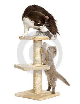 Cats playing on a cat tree, isolated