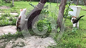 Cats playing in the garden on a broom