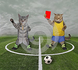 Cats playing soccer 2