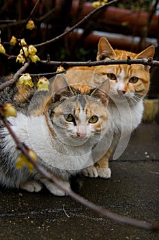 Cats_plum_blossom